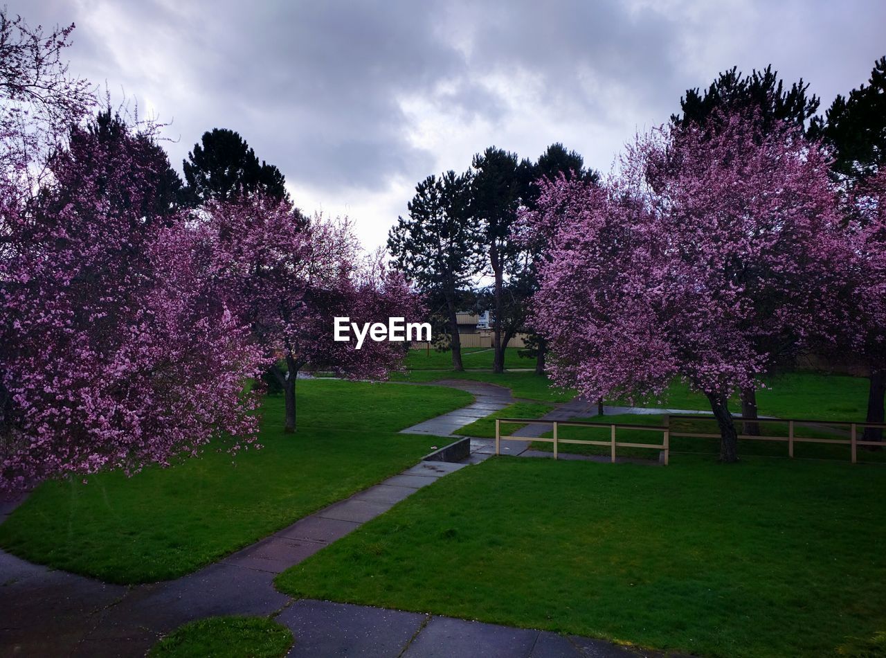 Purple flowering trees in park at dusk