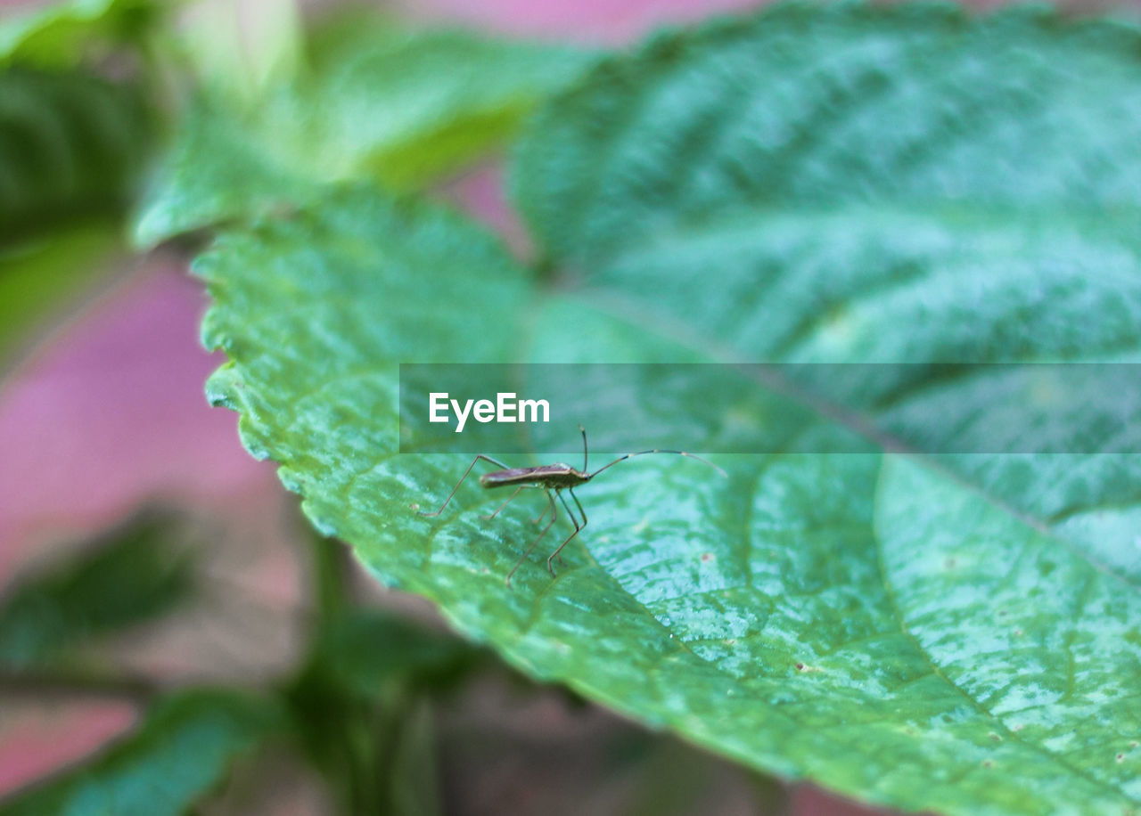 leaf, plant part, green, insect, animal, animal themes, animal wildlife, one animal, close-up, wildlife, nature, plant, flower, macro photography, no people, selective focus, ant, outdoors, day, macro, beauty in nature, animal body part, water, growth, leaf vein