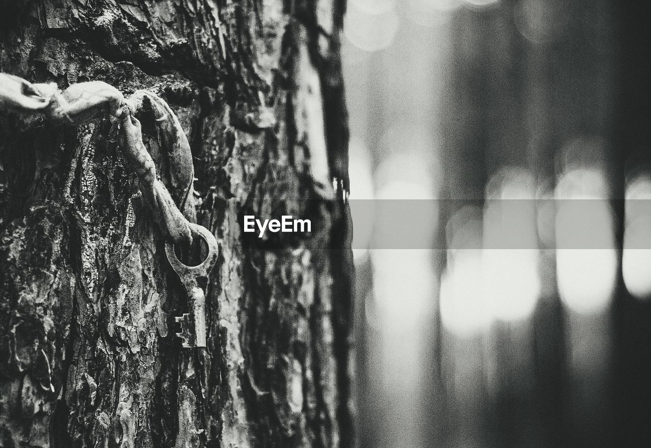 Close-up of key hanging on tree trunk