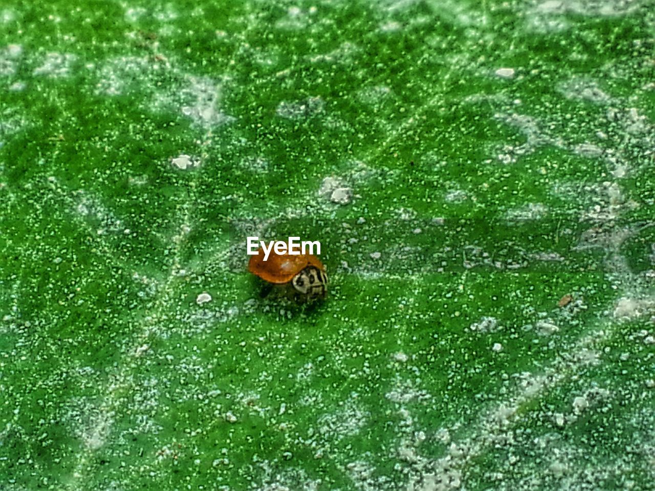 CLOSE-UP OF INSECT ON WHITE SURFACE