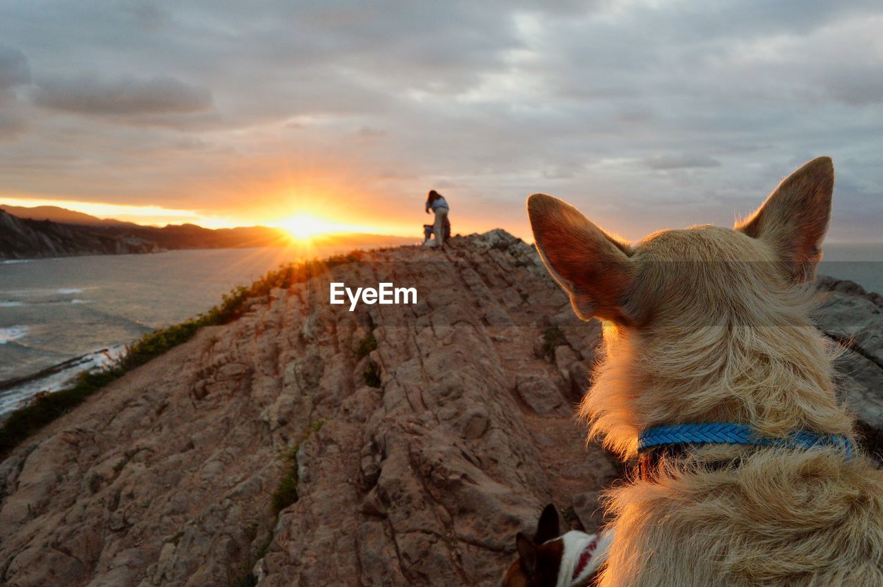 View of a dog on landscape during sunset