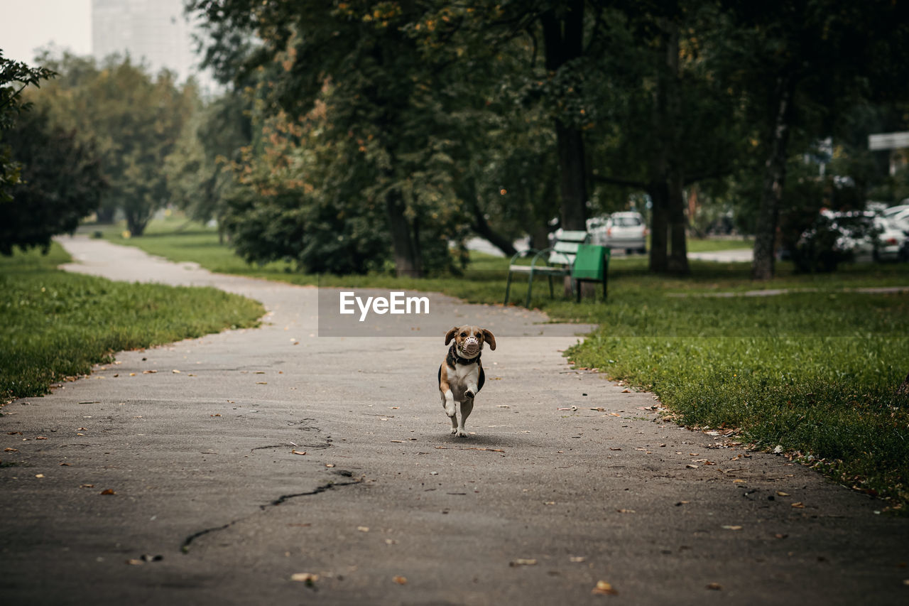 View of a dog on the road