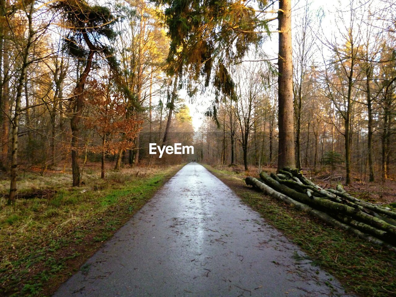 TREES IN FOREST AGAINST SKY