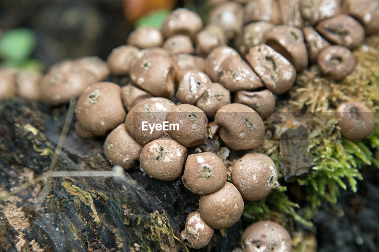 CLOSE-UP OF SHELLS