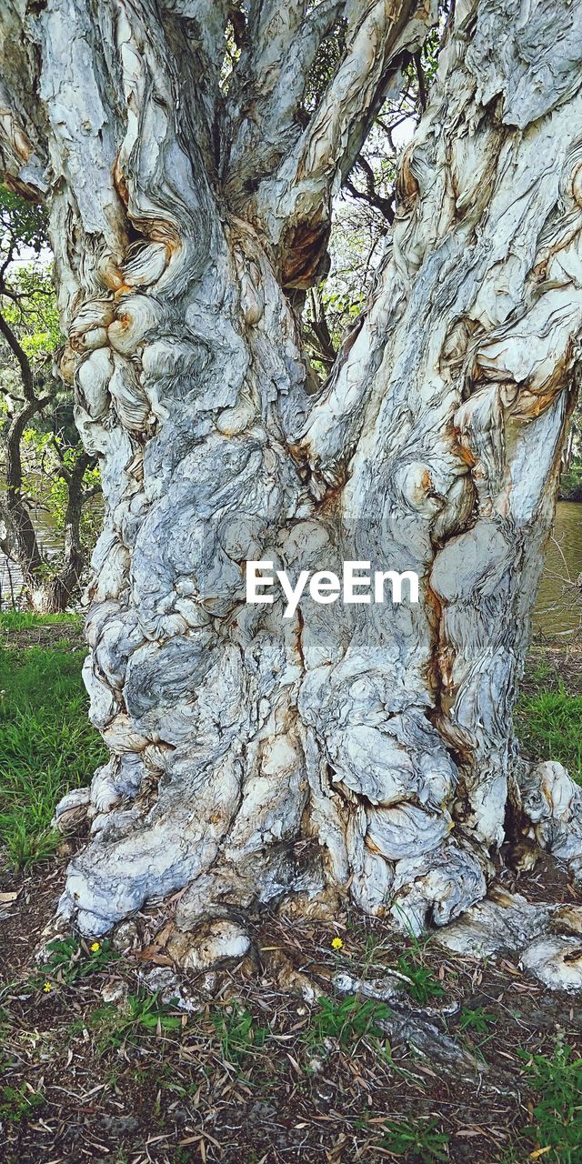 CLOSE-UP OF TREE TRUNK