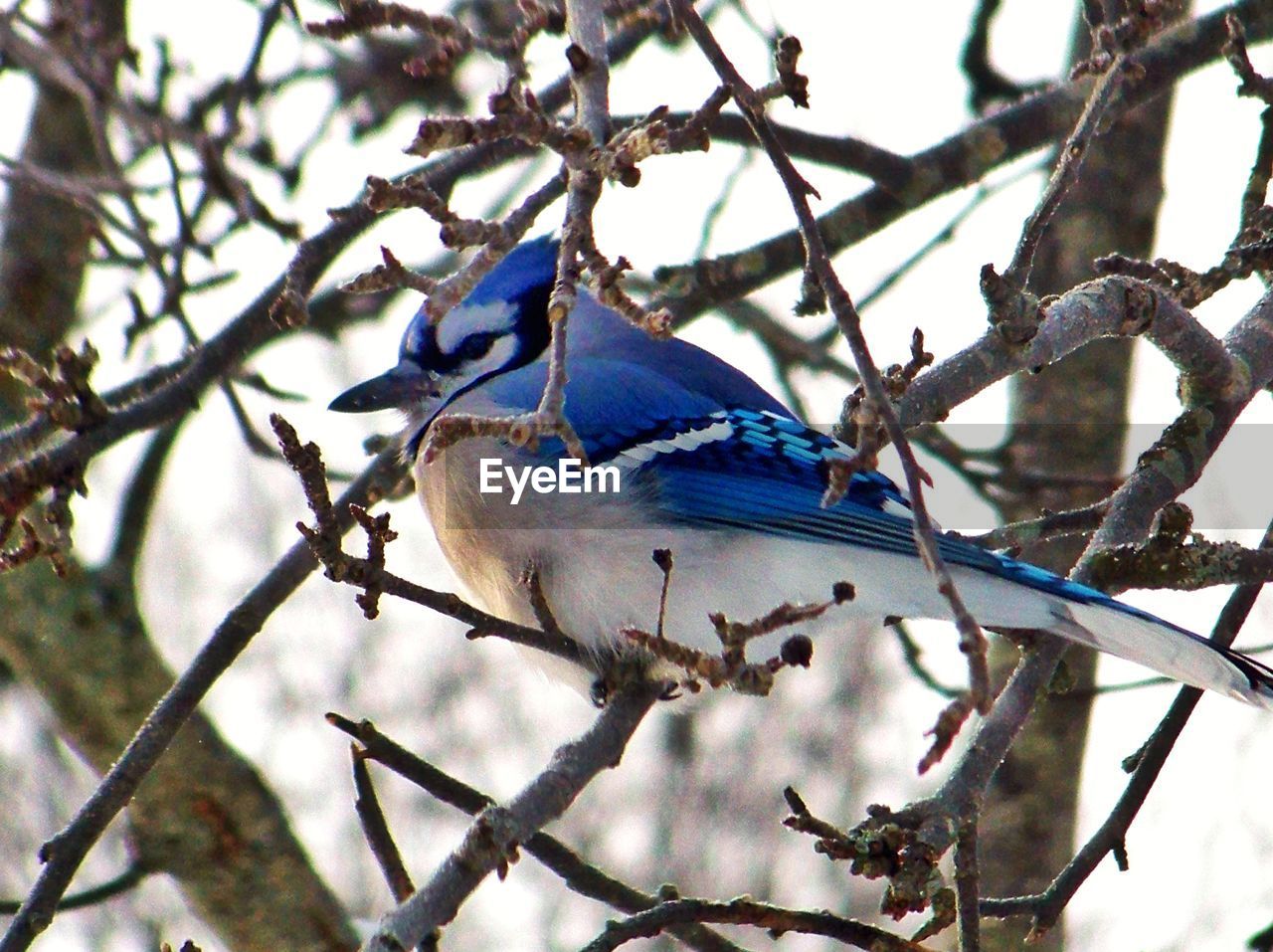 Blue jay perching on branch
