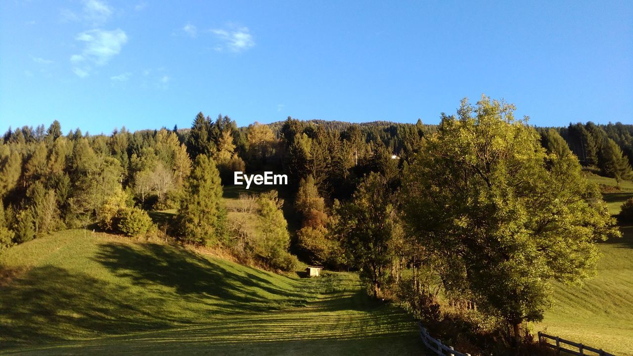 TREES ON FIELD AGAINST SKY