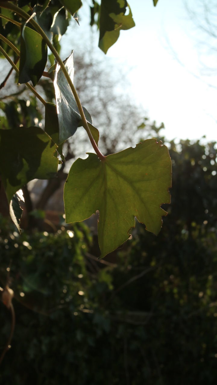 LOW ANGLE VIEW OF LEAVES ON TREE