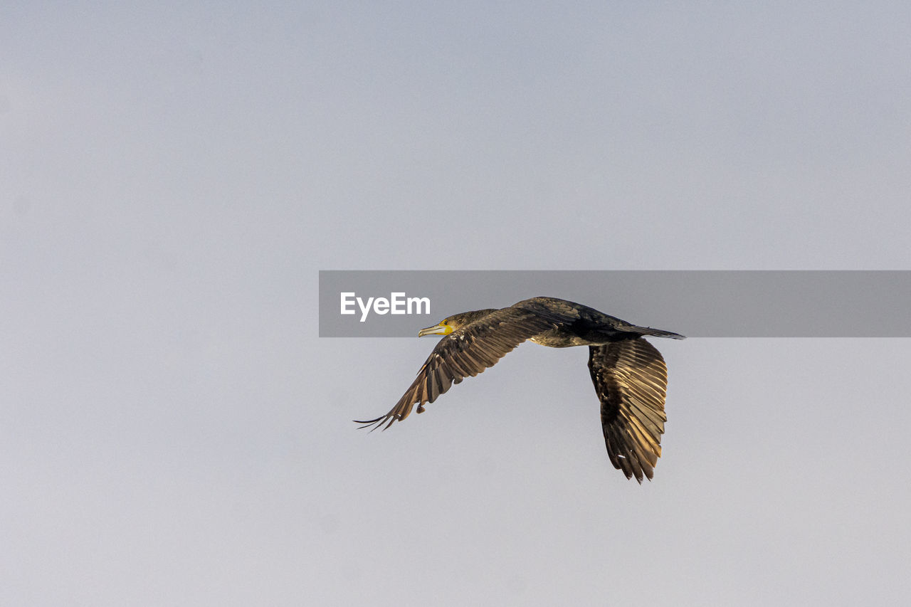 LOW ANGLE VIEW OF EAGLE FLYING