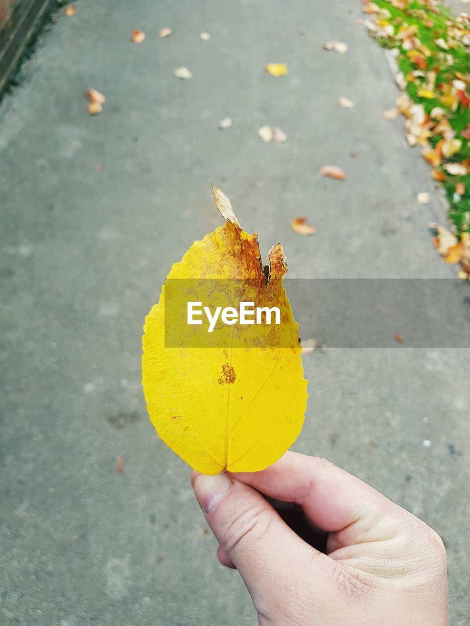 CLOSE-UP OF PERSON HOLDING YELLOW LEAVES