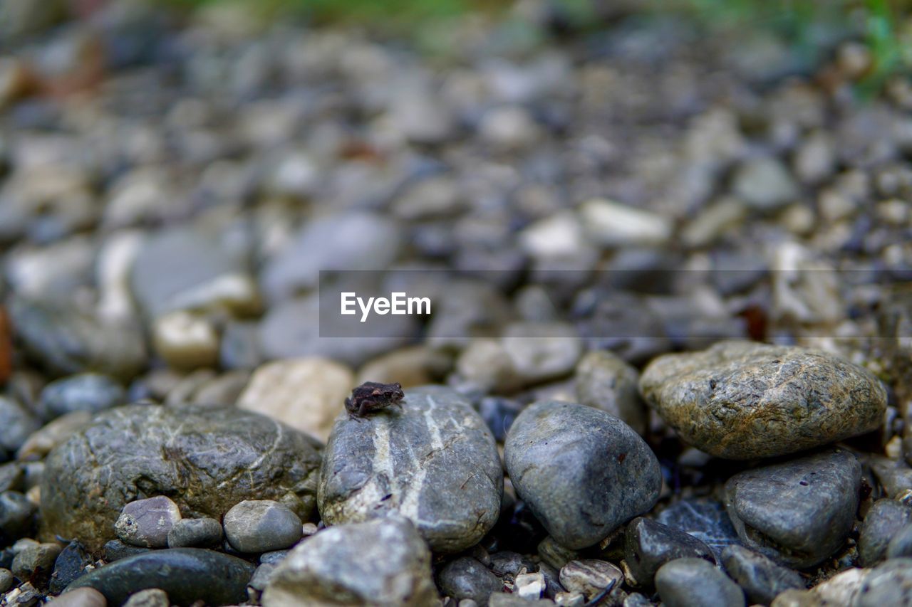 FULL FRAME SHOT OF PEBBLES ON BEACH