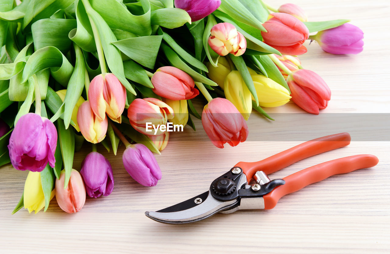 Close-up of tulips and pruning shears on table