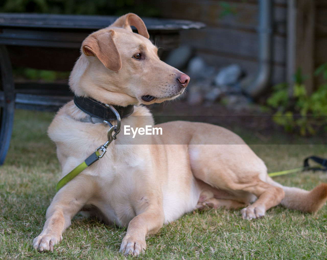 Dog looking away while sitting on grass