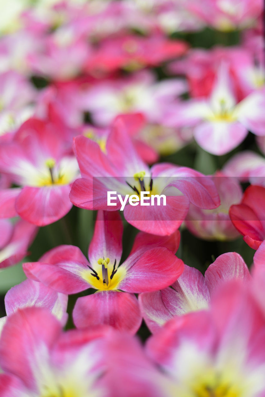 Close-up of pink flowers blooming outdoors