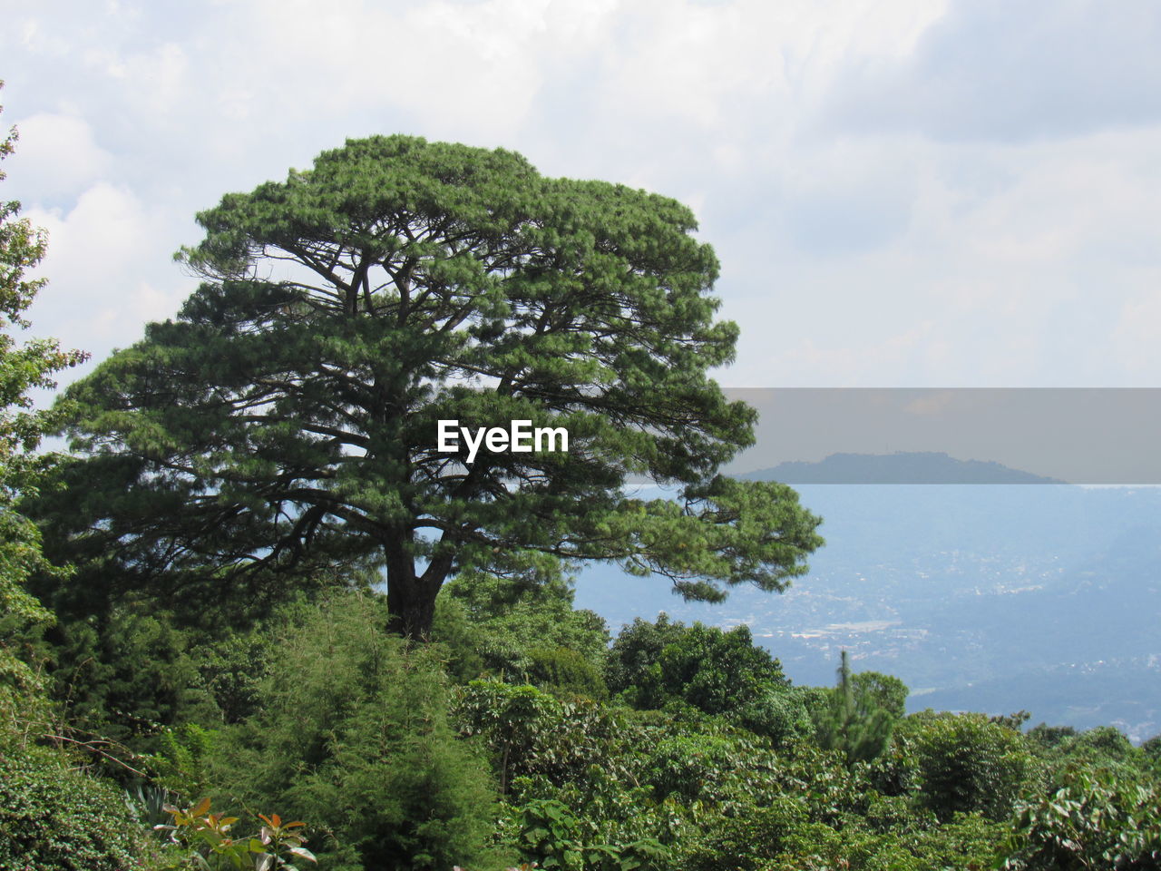 Trees on landscape against sky