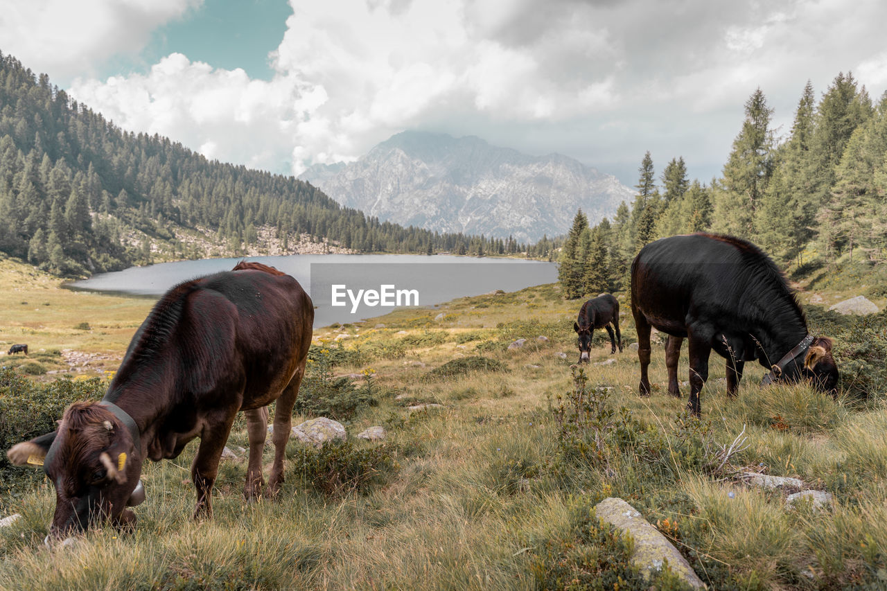 Cows grazing fresh grass on the spectacular italian alps in summer - little lake on background