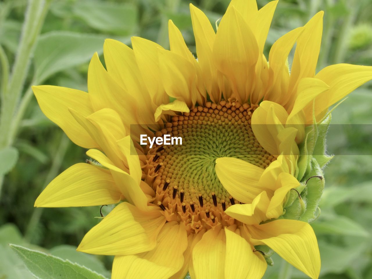 flower, flowering plant, plant, yellow, beauty in nature, freshness, flower head, petal, sunflower, growth, fragility, inflorescence, close-up, nature, pollen, focus on foreground, no people, field, springtime, outdoors, blossom, macro photography, botany, sunflower seed, plant part, green, leaf, vibrant color, day, plant stem