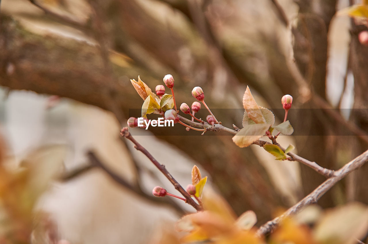 close-up of plant growing outdoors