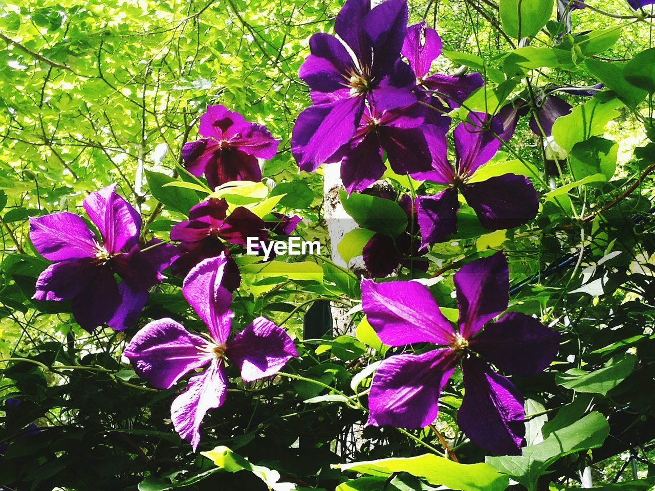 Close-up of purple flowers