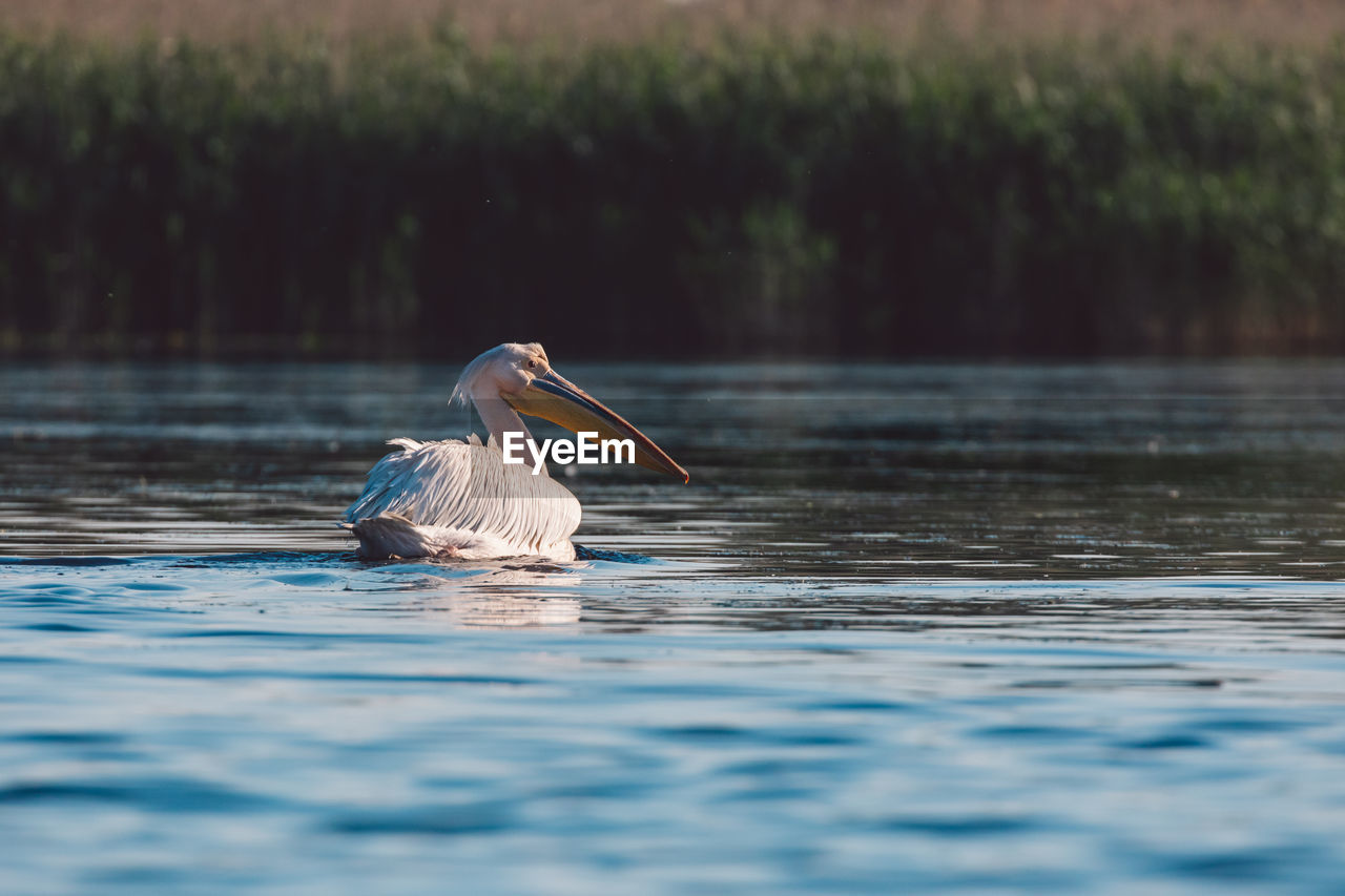 Pelican on a lake