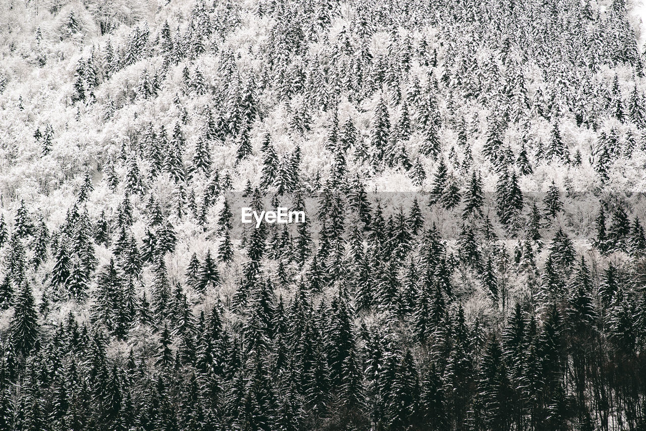 View of pine trees in forest during winter