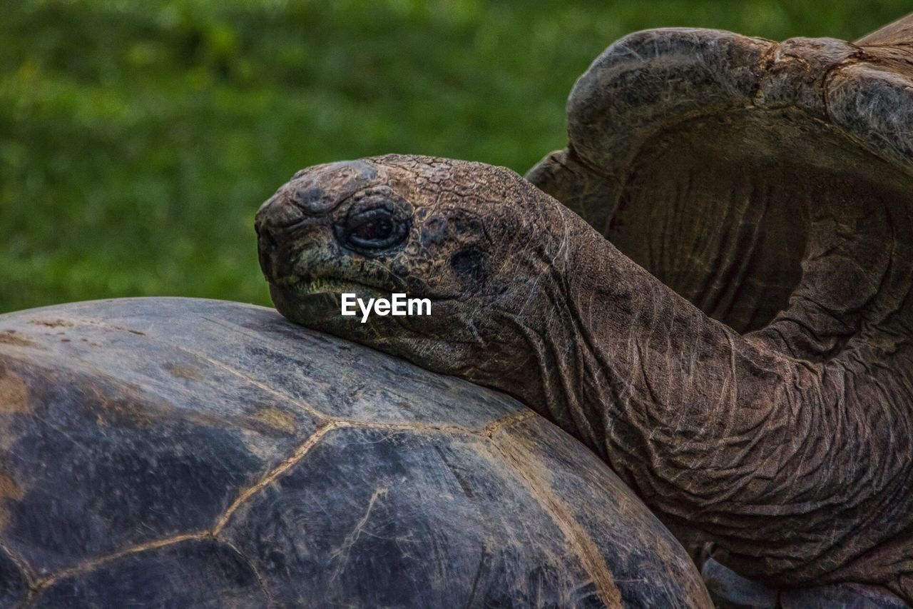 Close up of tortoise