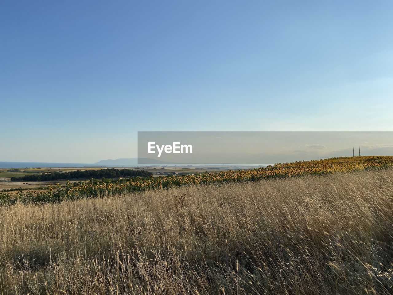 horizon, sky, landscape, environment, land, plant, nature, field, natural environment, grass, morning, scenics - nature, rural area, beauty in nature, tranquility, plain, prairie, hill, marsh, growth, tranquil scene, rural scene, agriculture, no people, grassland, cloud, wetland, crop, blue, steppe, non-urban scene, day, sunlight, outdoors, cereal plant, clear sky, copy space, tree, farm, idyllic, dawn, horizon over land