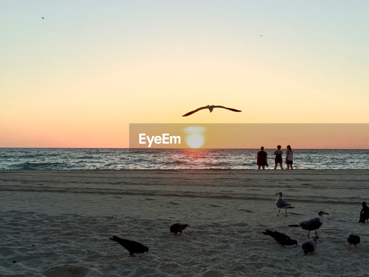 SILHOUETTE BIRDS FLYING OVER SEA AGAINST SKY