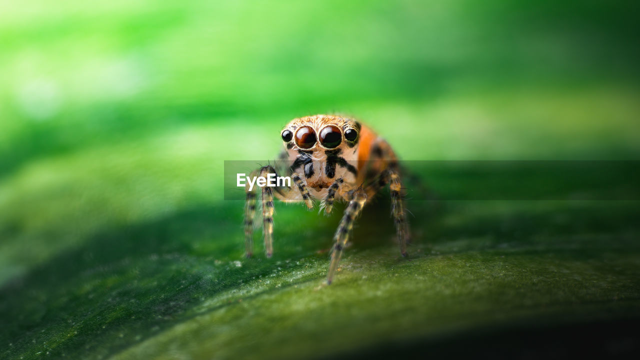 A closeup shot of one of the smallest jumping spiders i have ever seen. 