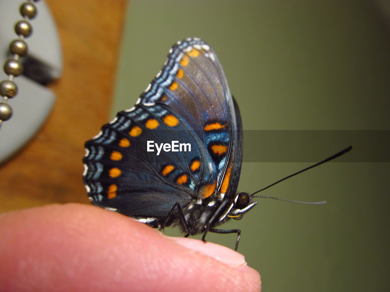 CLOSE-UP OF BUTTERFLY ON PERSON HAND