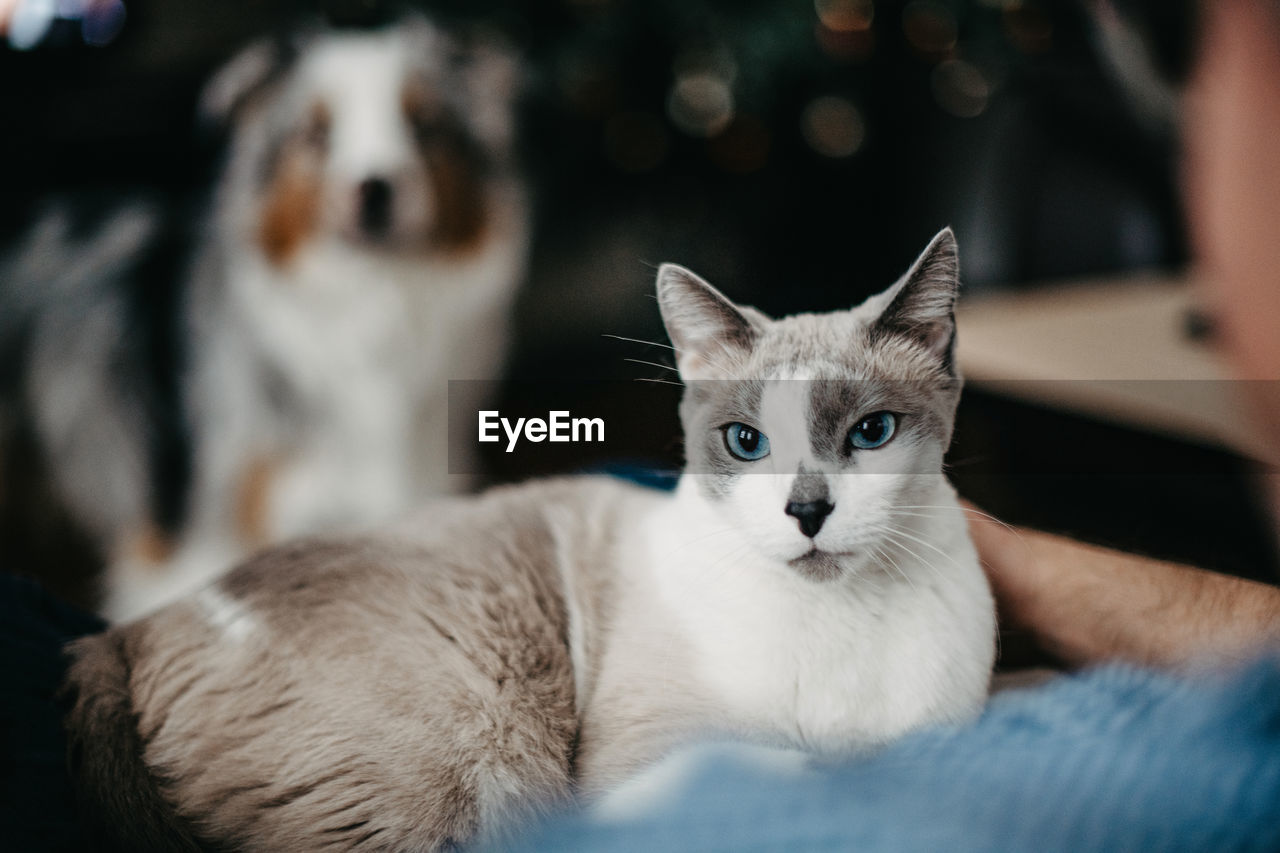 Blue-eyed gray cat sits on owner's lap. a cat lover petting a kitten the dog is waiting near the man