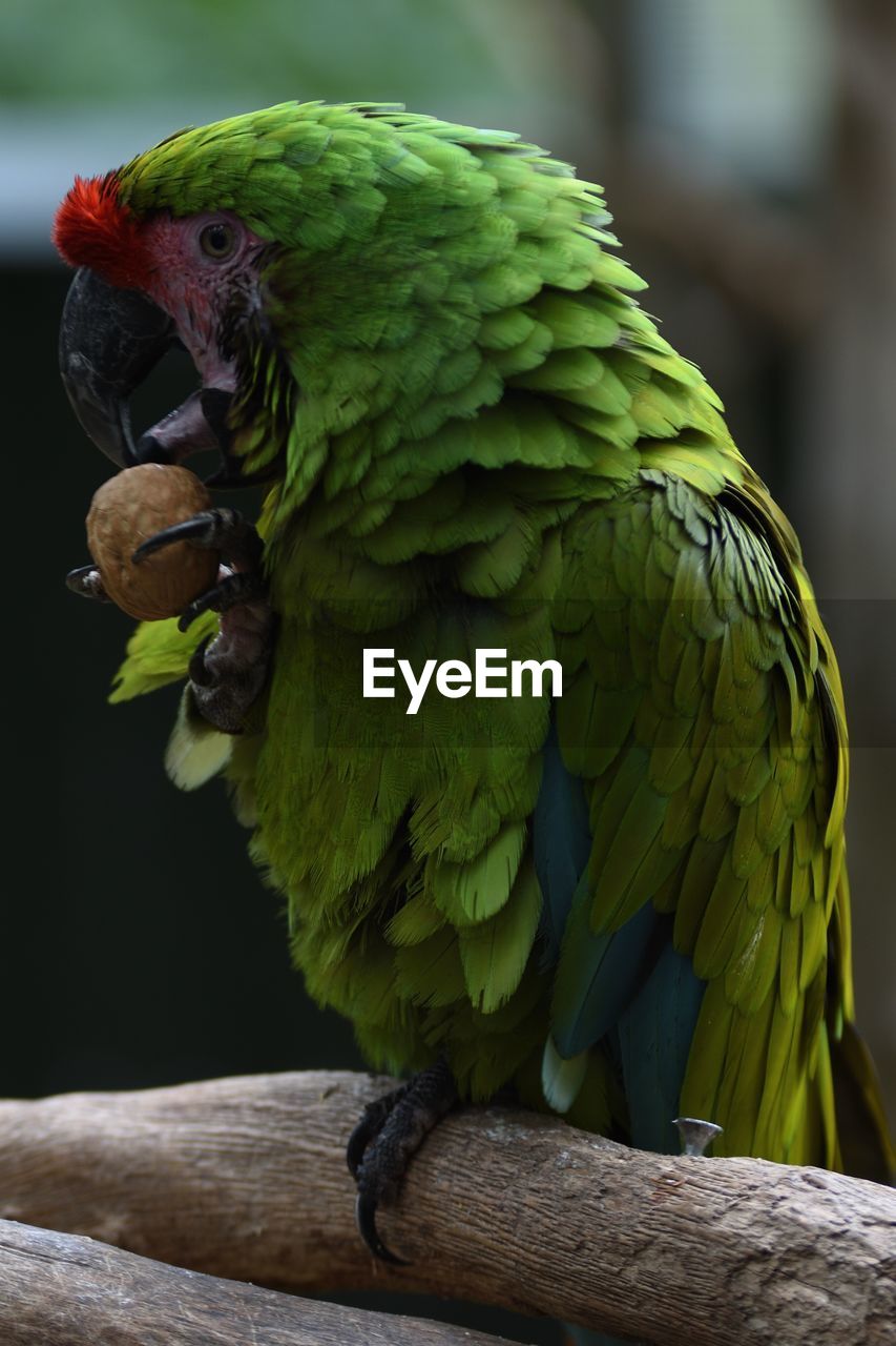 CLOSE-UP OF A BIRD PERCHING ON BRANCH