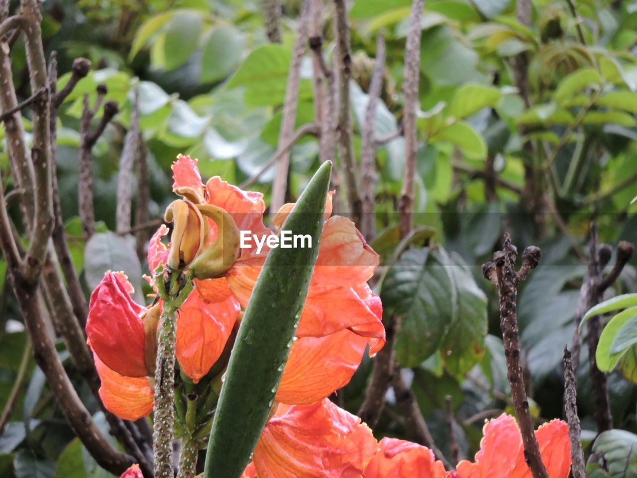 Close-up of water drops on orange flowers