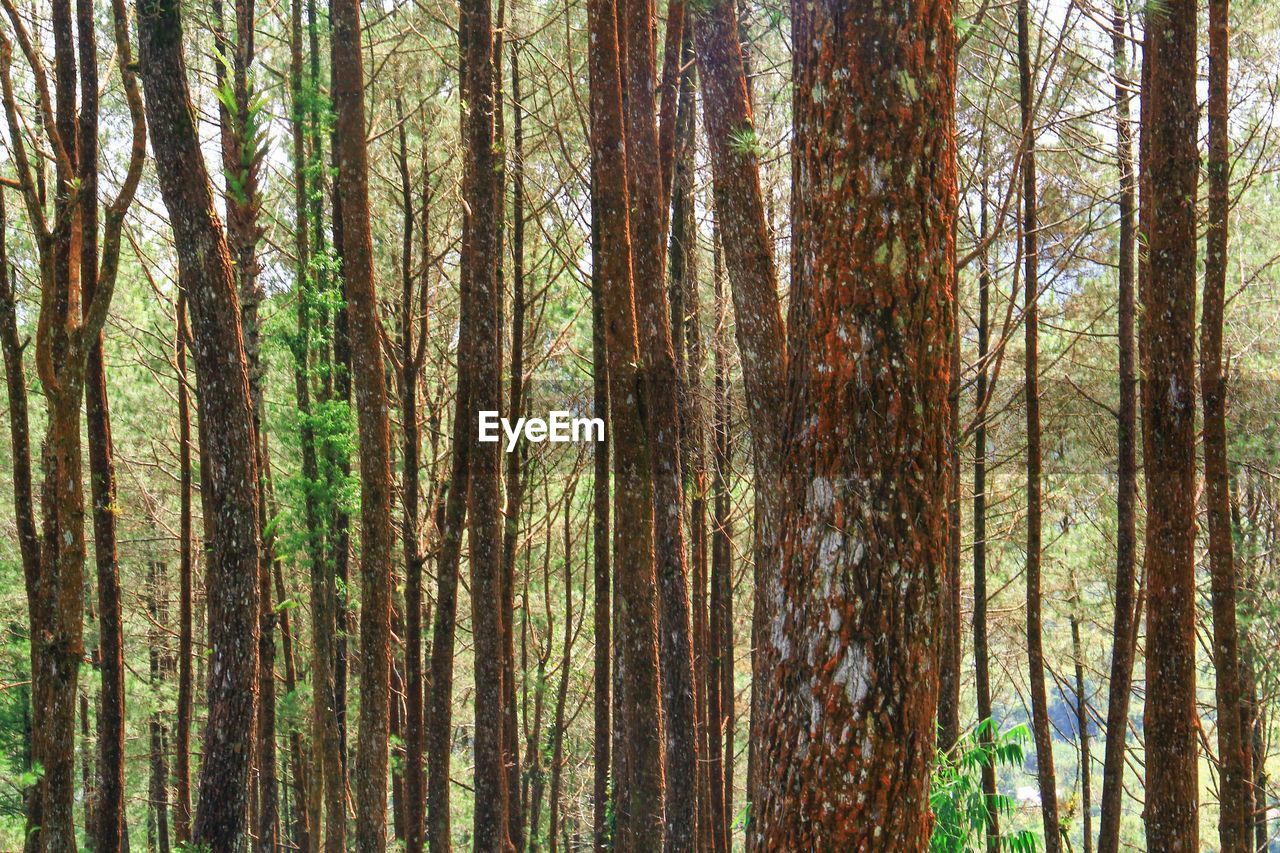 PANORAMIC VIEW OF TREES IN FOREST