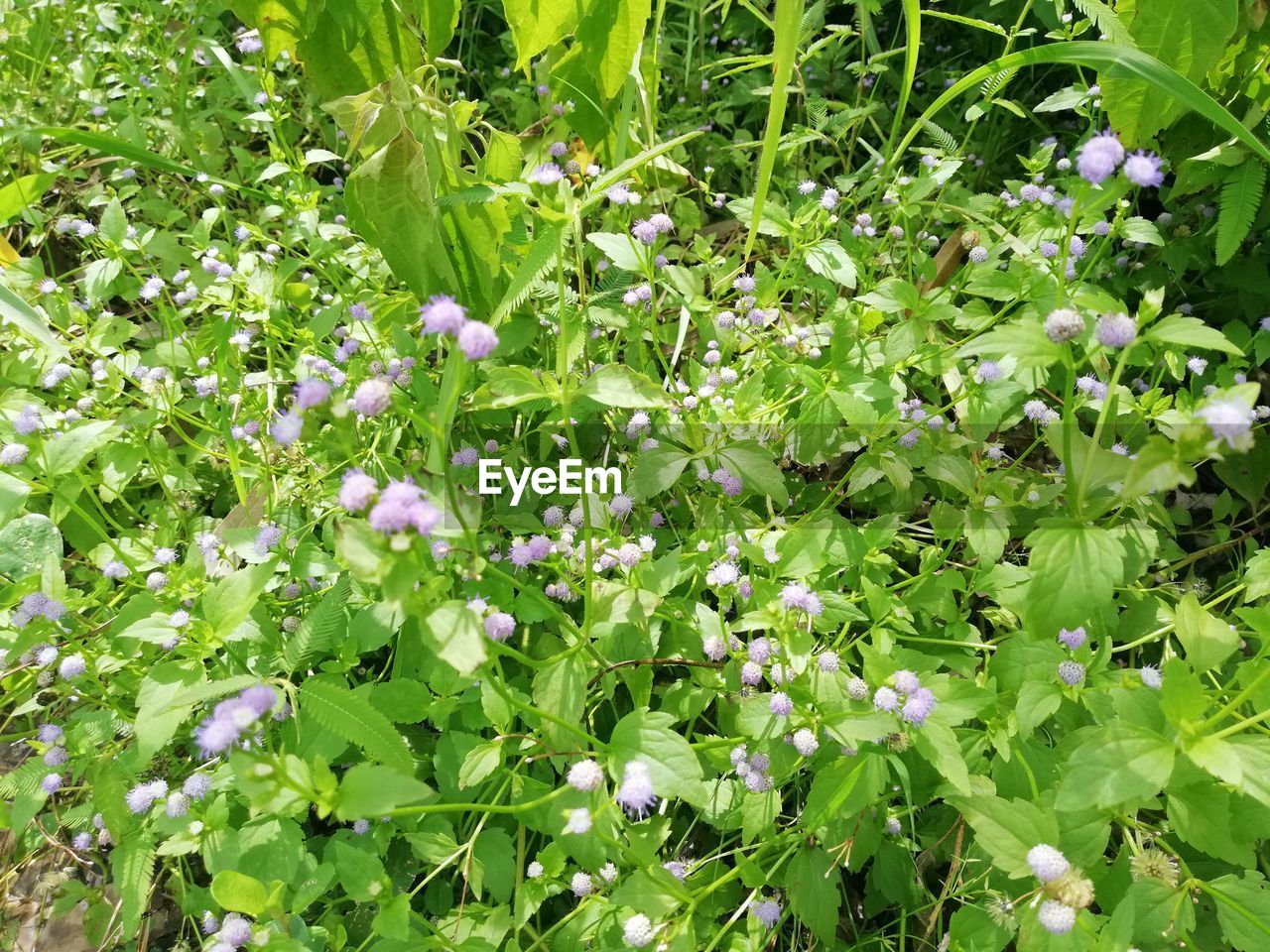 CLOSE-UP OF FLOWERING PLANT