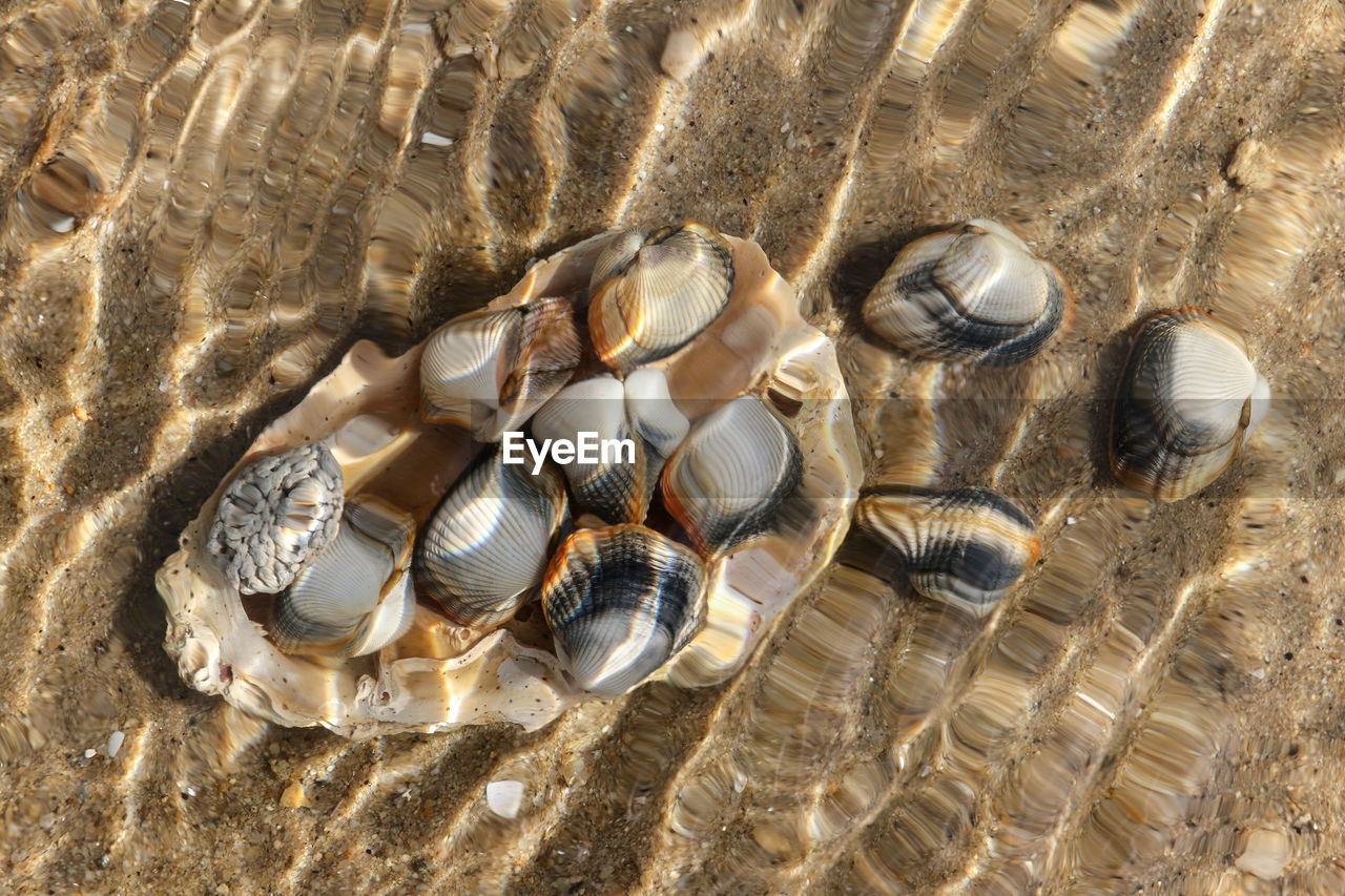 Close-up of seashell in water on beach