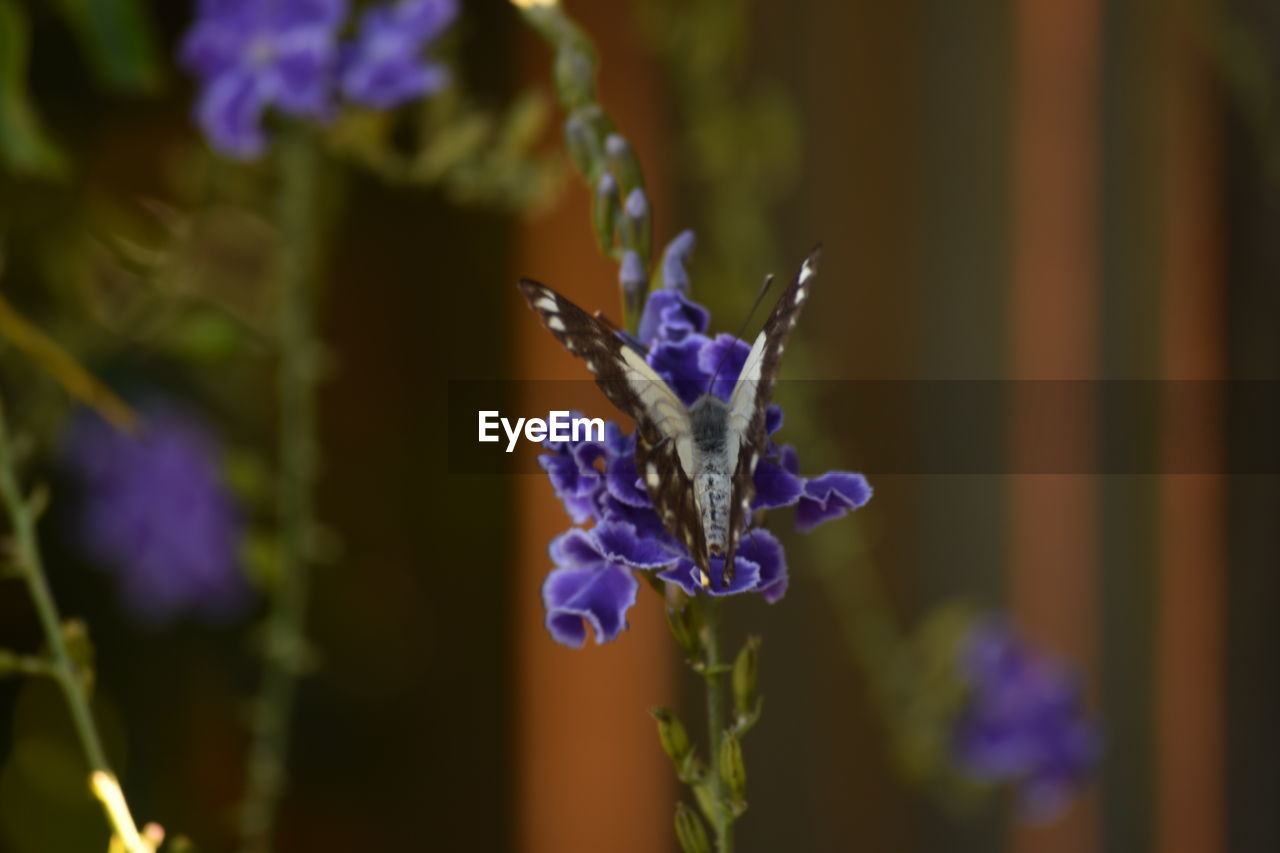 CLOSE-UP OF BUTTERFLY ON PURPLE FLOWERS