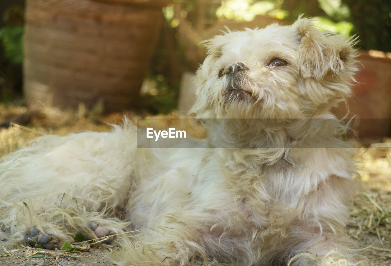 CLOSE-UP OF A DOG LYING ON FIELD