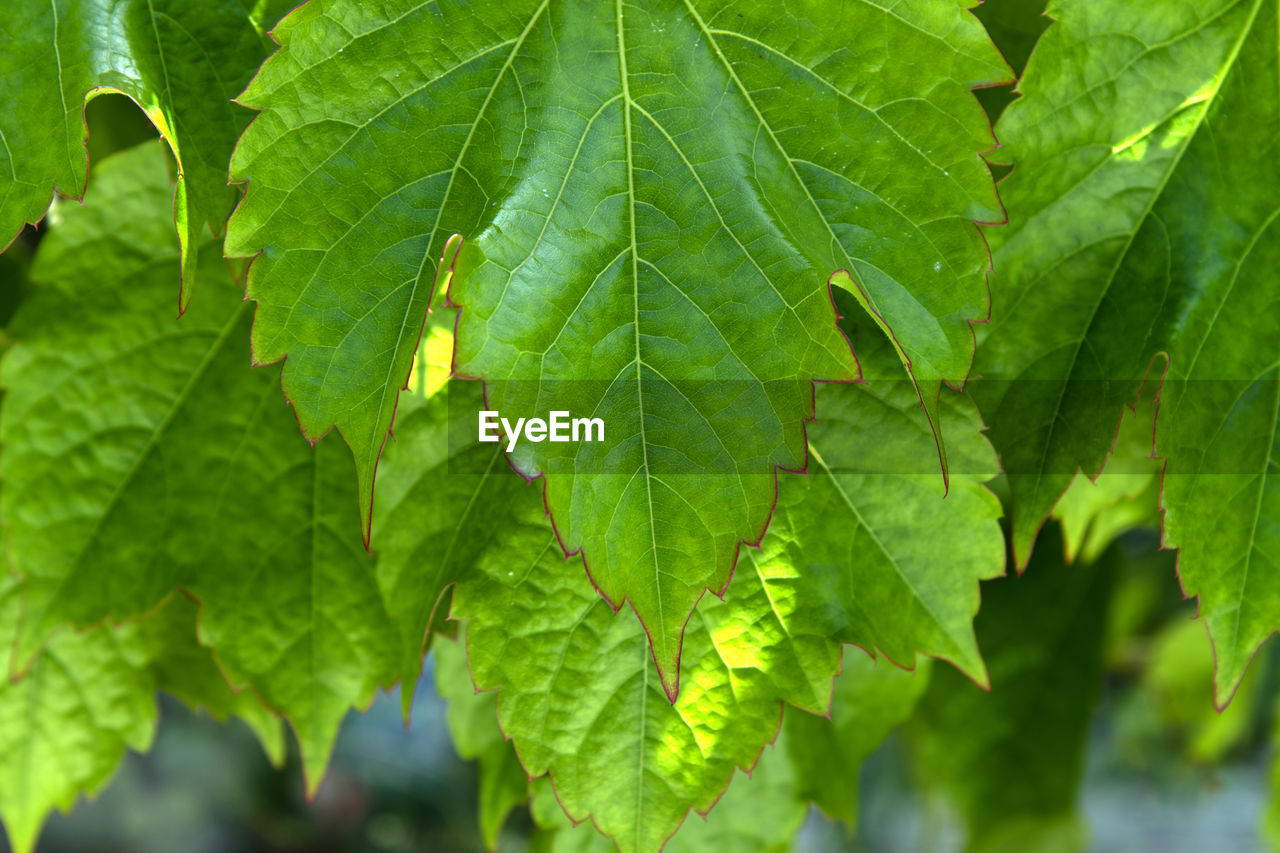 Close-up of green leaves