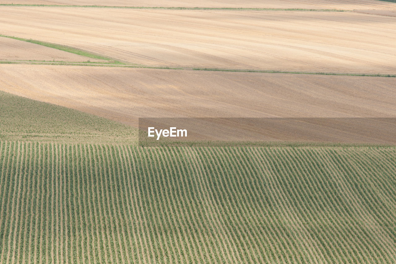 Scenic view of agricultural field