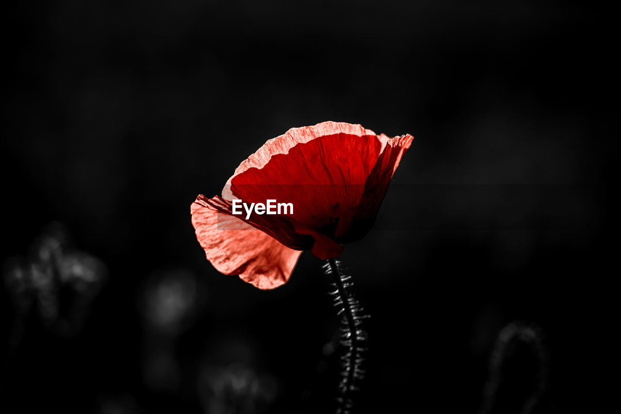 CLOSE-UP OF RED POPPY HIBISCUS