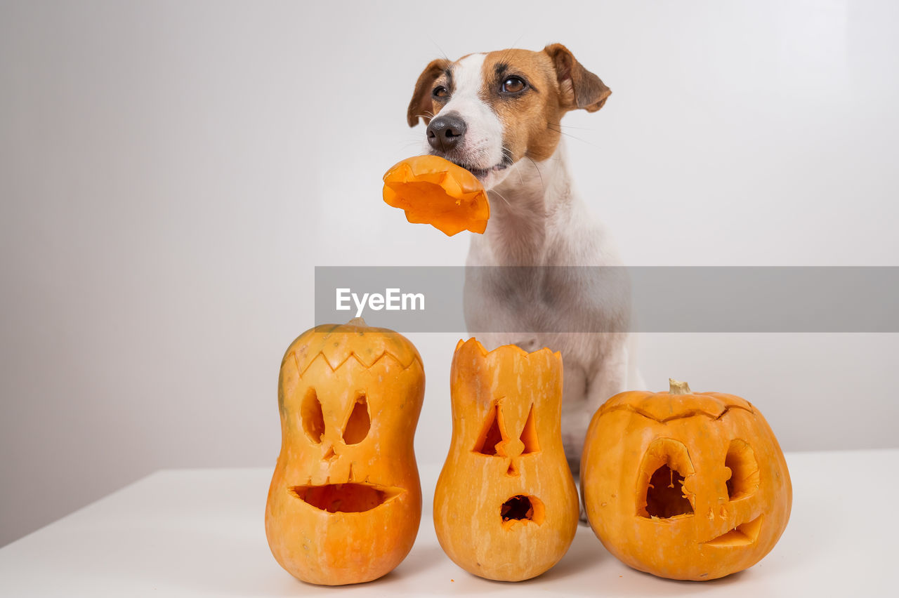 Jack russell terrier dog holding a jack-o-lantern pumpkin hat on a white background