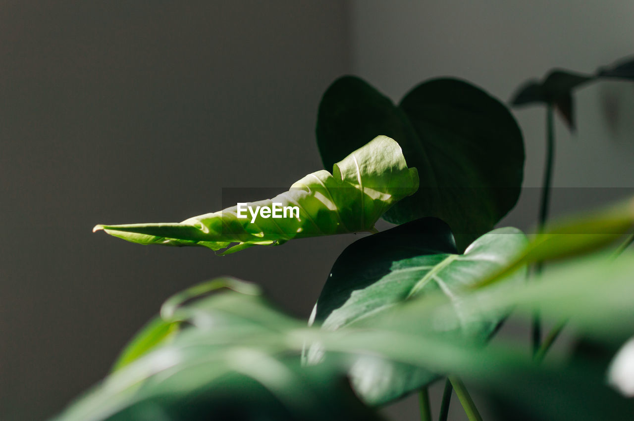 New leaf of monstera deliciosa