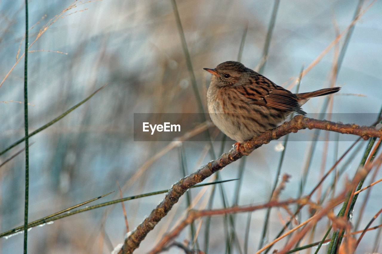 Close-up of bird perching outdoors