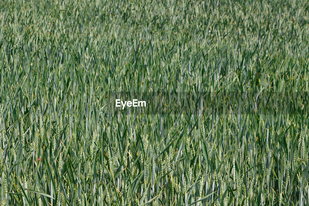 Full frame shot of crops on field