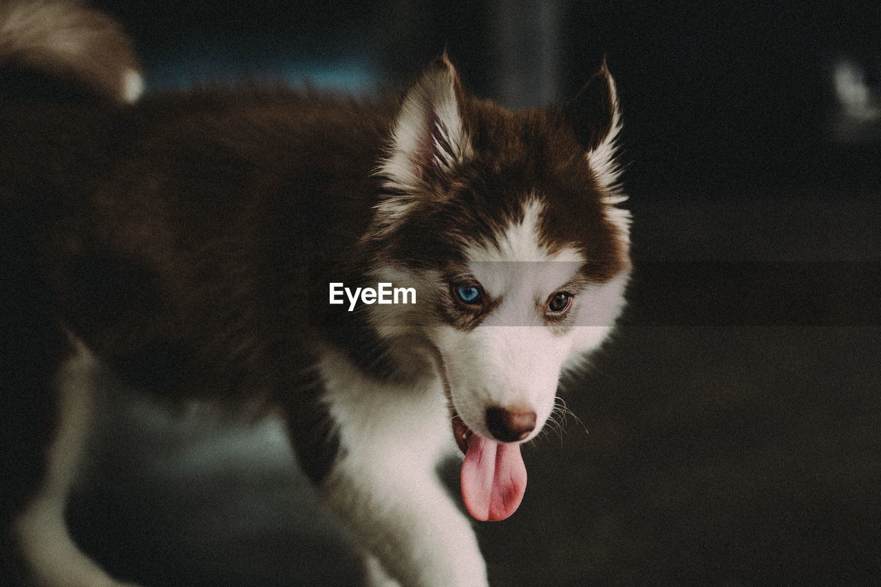 Close-up of siberian husky on floor at home