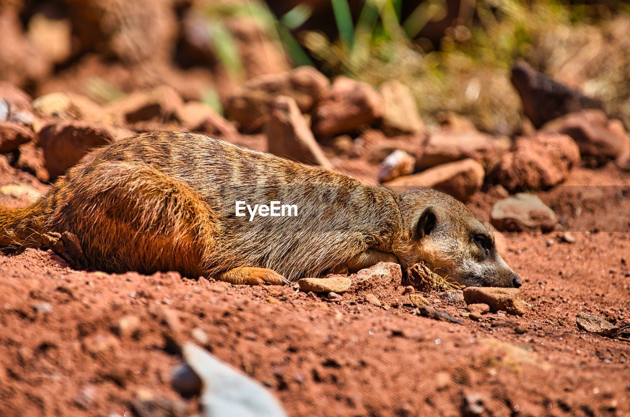 Meerkat resting in the midday sun