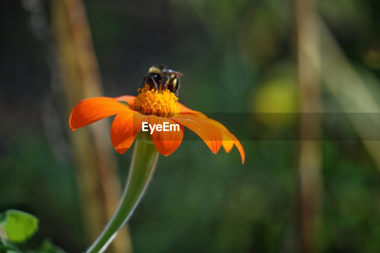 Close-up of orange flower blooming outdoors