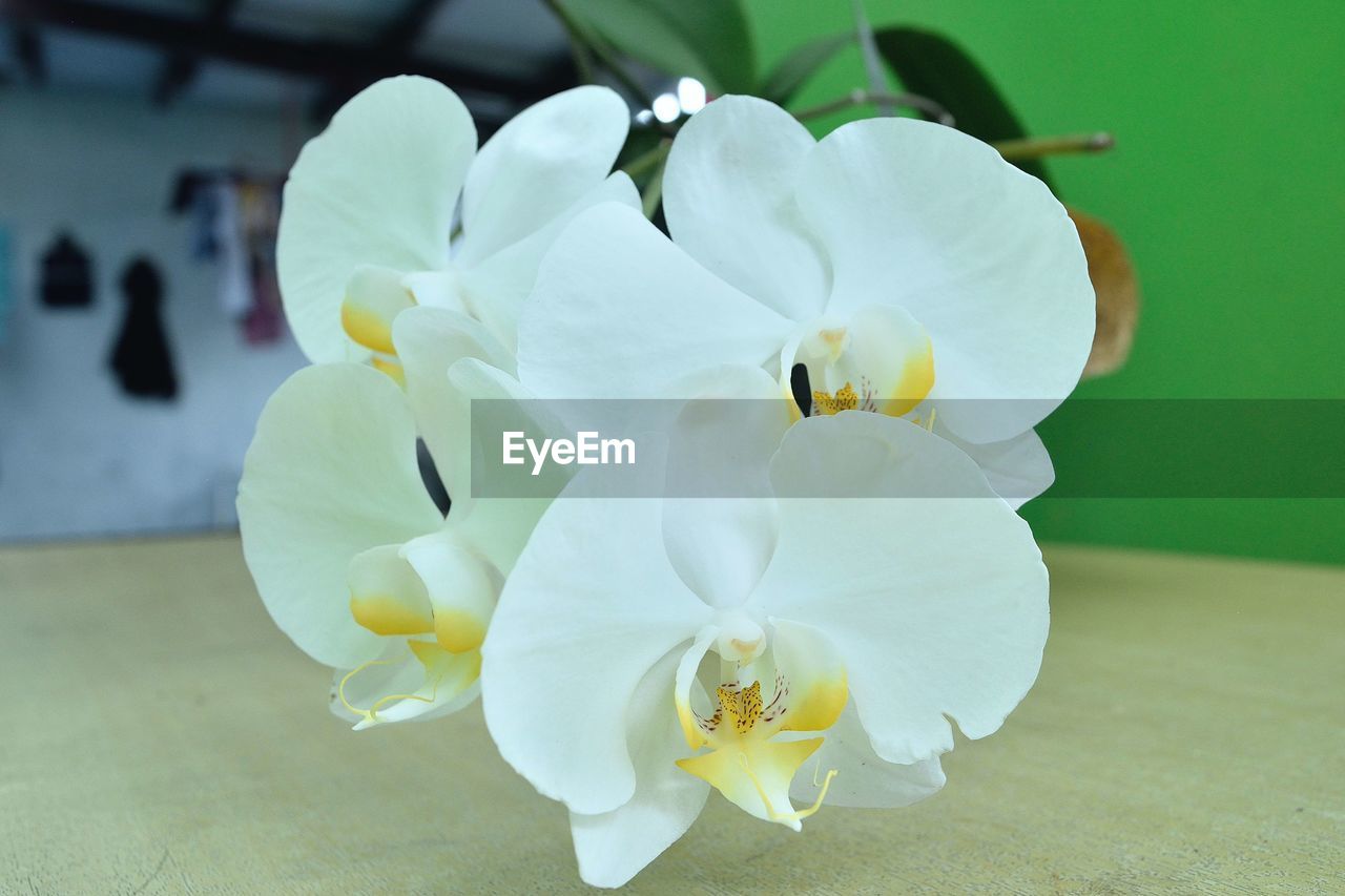 flower, flowering plant, plant, freshness, beauty in nature, petal, white, inflorescence, fragility, flower head, orchid, yellow, close-up, nature, macro photography, christmas orchid, focus on foreground, no people, growth, blossom, green, pollen, springtime, indoors, stamen