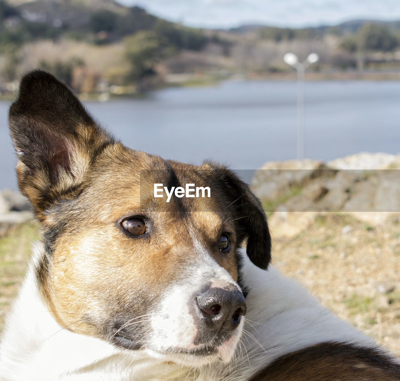 Close-up of dog looking away